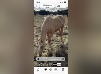 Hispano Arabian, Mare, 1 year, 15,2 hh, Palomino