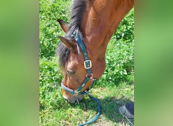 Hispano Arabian, Mare, 23 years, 15.2 hh, Brown