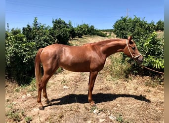 Hispano Arabian, Mare, 2 years, 14.3 hh, Chestnut-Red