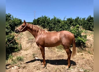 Hispano Arabian, Mare, 2 years, 14.3 hh, Chestnut-Red