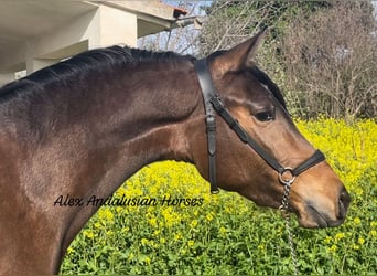 Hispano Arabian, Mare, 3 years, 15.1 hh, Brown