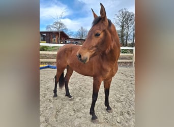 Hispano Arabian, Mare, 3 years, 15.2 hh, Brown