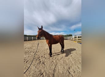 Hispano Arabian, Mare, 3 years, 15.2 hh, Brown