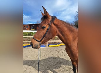 Hispano Arabian, Mare, 3 years, 15.2 hh, Brown