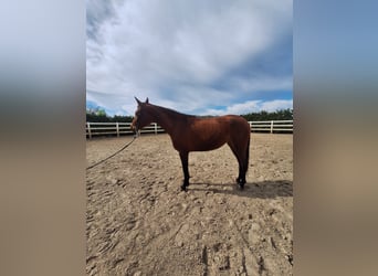 Hispano Arabian, Mare, 3 years, 15.2 hh, Brown