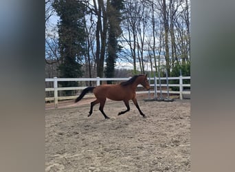 Hispano Arabian, Mare, 3 years, 15.2 hh, Brown
