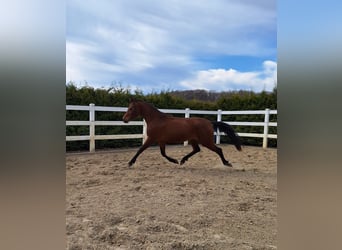 Hispano Arabian, Mare, 3 years, 15.2 hh, Brown