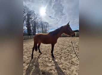 Hispano Arabian, Mare, 3 years, 15.2 hh, Brown