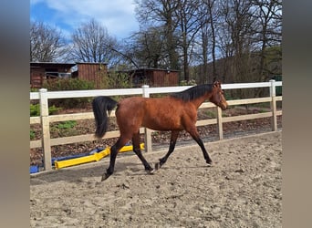 Hispano Arabian, Mare, 3 years, 15.2 hh, Brown