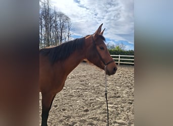 Hispano Arabian, Mare, 3 years, 15.2 hh, Brown