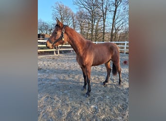 Hispano Arabian, Mare, 3 years, 15,2 hh, Brown