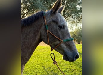 Hispano Arabian, Mare, 3 years, 15,1 hh