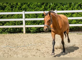 Hispano Arabian, Mare, 3 years, 15,2 hh, Brown