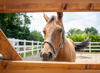 Hispano Arabian, Mare, 3 years, 15,2 hh, Brown
