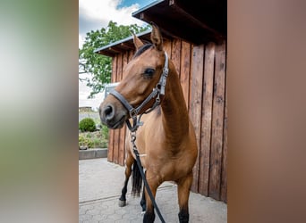 Hispano Arabian, Mare, 3 years, 15,2 hh, Brown