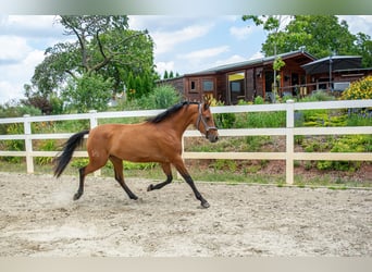 Hispano Arabian, Mare, 3 years, 15,2 hh, Brown
