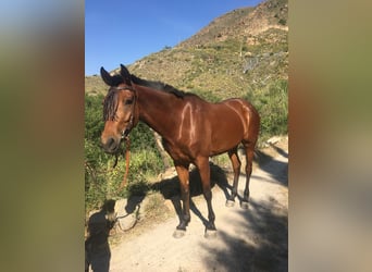 Hispano Arabian, Mare, 4 years, 14.3 hh, Brown