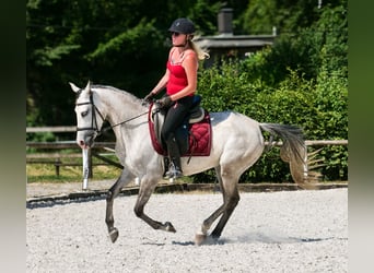 Hispano Arabian Mix, Mare, 4 years, 14,2 hh, Gray