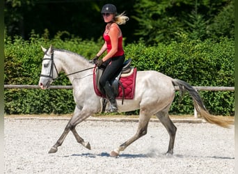 Hispano Arabian Mix, Mare, 4 years, 14,2 hh, Gray