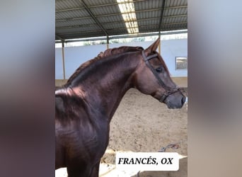 Hispano Arabian, Mare, 5 years, 15,1 hh, Chestnut-Red