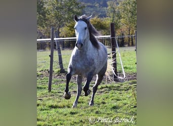 Hispano Arabian, Mare, 5 years, 15,2 hh, Grey