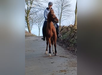 Hispano Arabian, Mare, 6 years, 15.1 hh, Chestnut-Red