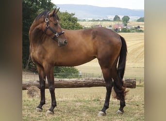 Hispano Arabian, Mare, 6 years, 15.2 hh, Brown