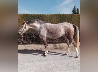 Hispano Arabian, Mare, 6 years, 15.2 hh, Gray