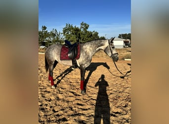 Hispano Arabian, Mare, 6 years, 15.2 hh, Gray