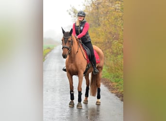 Hispano Arabian, Mare, 6 years, 16 hh, Chestnut-Red