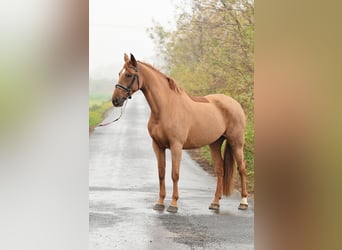 Hispano Arabian, Mare, 6 years, 16 hh, Chestnut-Red