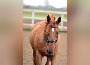 Hispano Arabian, Mare, 6 years, 16 hh, Chestnut-Red