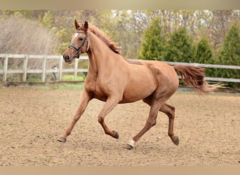 Hispano Arabian, Mare, 6 years, 16 hh, Chestnut-Red