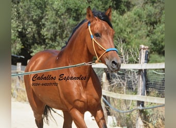 Hispano Arabian, Mare, 7 years, 15,2 hh, Brown