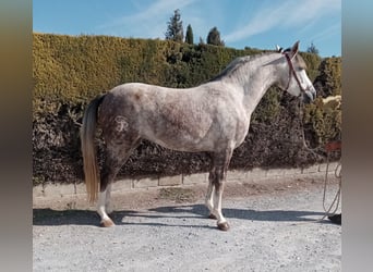 Hispano Arabian, Mare, 7 years, 15.2 hh, Gray