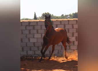 Hispano Araber, Stute, 7 Jahre, 15 hh, Brauner