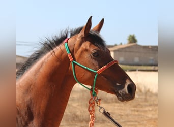 Hispano Araber, Stute, 7 Jahre, 15 hh, Brauner