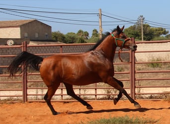 Hispano Araber, Stute, 7 Jahre, 15 hh, Brauner