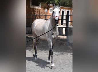 Hispano Arabian, Mare, 7 years, 15 hh, Gray