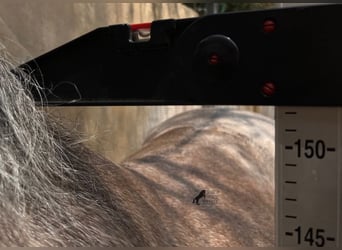Hispano Arabian, Mare, 7 years, 15 hh, Gray
