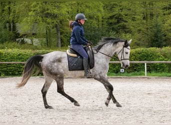 Hispano Arabian, Mare, 7 years, 15 hh, Grey
