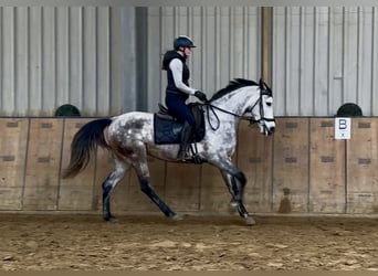 Hispano Arabian, Mare, 7 years, 15,1 hh