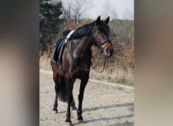 Hispano Arabian, Mare, 8 years, 14.3 hh, Smoky-Black