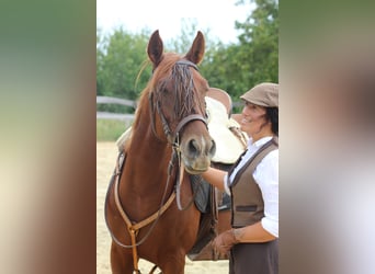 Hispano Arabian, Mare, 8 years, 15,1 hh, Chestnut-Red