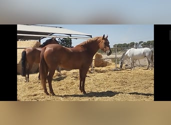 Hispano Arabian, Mare, 8 years, 15,2 hh, Chestnut-Red