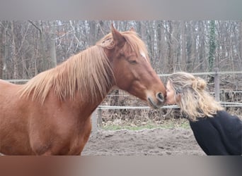 Hispano Arabian, Mare, 8 years, 15,2 hh, Chestnut-Red