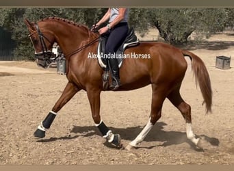 Hispano Arabian, Mare, 8 years, 15.3 hh, Chestnut-Red