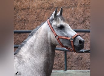 Hispano Arabian, Mare, 8 years, 15 hh, Gray