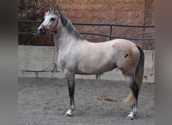 Hispano Arabian, Mare, 8 years, 15 hh, Gray
