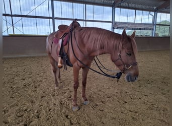 Hispano Arabian, Mare, 8 years, 15,1 hh, Chestnut-Red